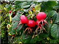 Rose hips, Cornavarrow