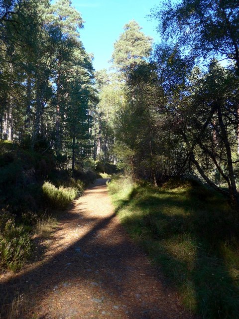 Path through Anagach Wood