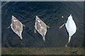 R7073 : Swan and cygnets feeding by David P Howard