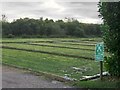 Watercress beds, Old Alresford