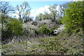 Blackthorn and hawthorn by the River Sowe south of the Alan Higgs Centre, Coventry