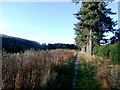 Pine Trees Bordering Rossington Cemetery