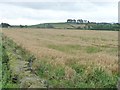 Barley field, west of Holestone Gate Road