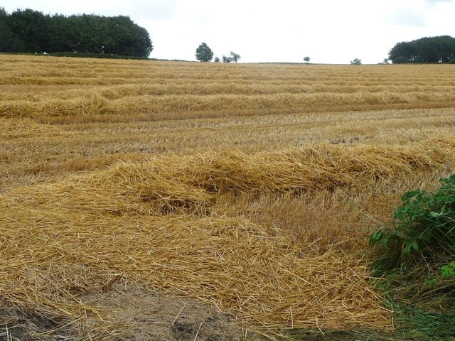 Straw in the field, east of Holestone Gate Road