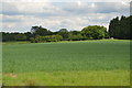 Farmland by Imberhorne Lane