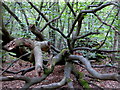 Dead tree by a path in Bossenden Wood, Dunkirk