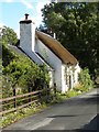 Thatch in Oxwich