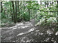 Woodland on the southern slope of Featherstone hill