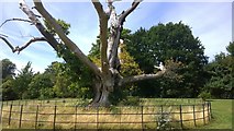 SP1682 : Veteran Spanish Chestnut Tree by Paul Collins