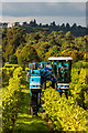 TQ1650 : Grape harvesting at Denbies Vineyard by Ian Capper