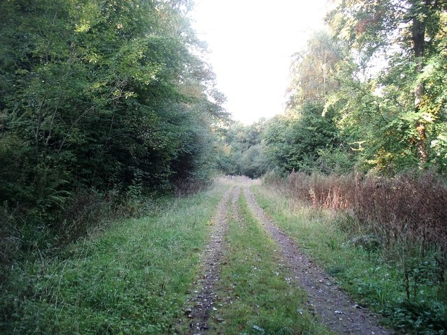 A track into Buckle Wood