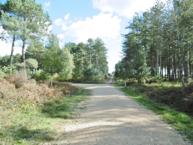 Wareham Forest, forestry road junction