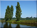 Tall windswept trees, north bank, River Weaver