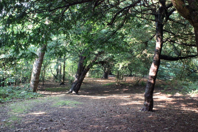 The Woodland at Norton Priory