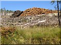 NN0492 : Log piles by Oliver Dixon