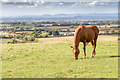 Horse grazing by the footpath