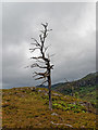 NH3239 : Dead Scots Pine by valenta