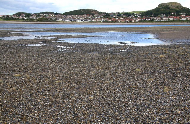 Sea shells on Conwy Sands