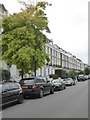 Robinia tree and terraced houses in Gloucester Avenue Primrose Hill