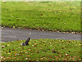 A squirrel in Bullough Park