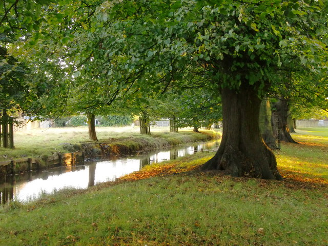 Lime trees in October, Bushy Park
