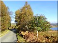NH1801 : Trees beside the road from Kinloch Hourn by Oliver Dixon