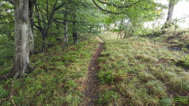 Footpath in West Dipton Wood