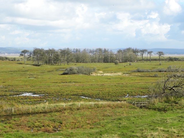 Cwm Ivy marsh