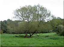 ST7660 : Meadow tree by Neil Owen