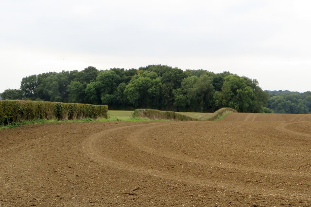 Spinney by Hatch-hill farm