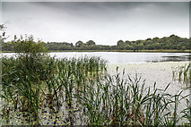 W6074 : Blarney Lough by David P Howard