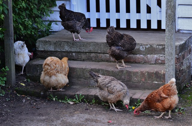 Batemans friendly chickens 3: "They've shut the gate, there's nothing to eat outside"