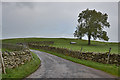 Road ending and tree on Winder Hill