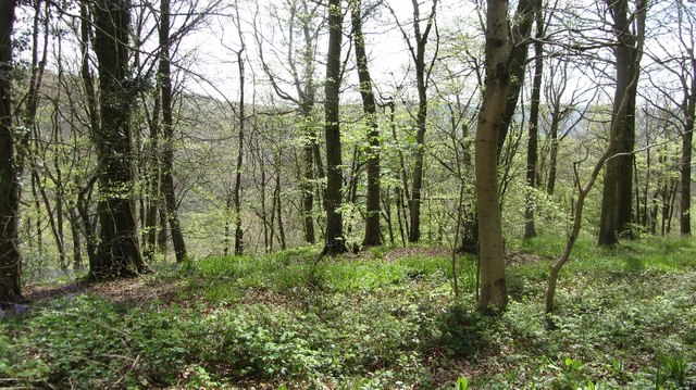Bargain Wood