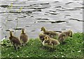 TQ1769 : Goslings by the Thames by Derek Harper