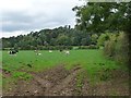 NY6621 : Cattle pasture, south bank of the River Eden by Christine Johnstone