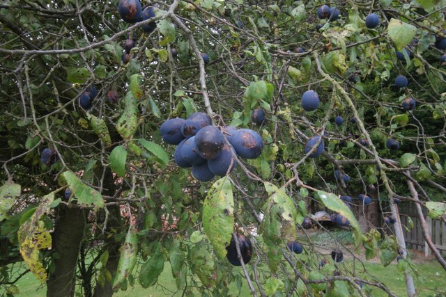 damson-tree-bob-harvey-cc-by-sa-2-0-geograph-britain-and-ireland