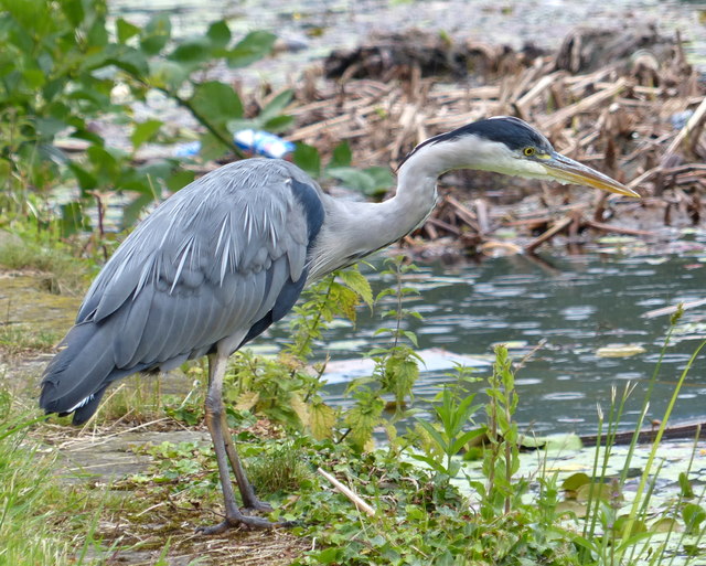 Heron along the Leeds and Liverpool Canal