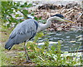 Heron along the Leeds and Liverpool Canal