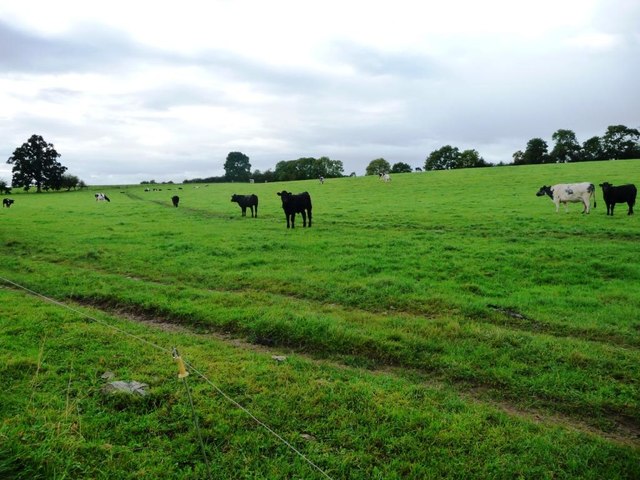 Cows and calves in a pasture field