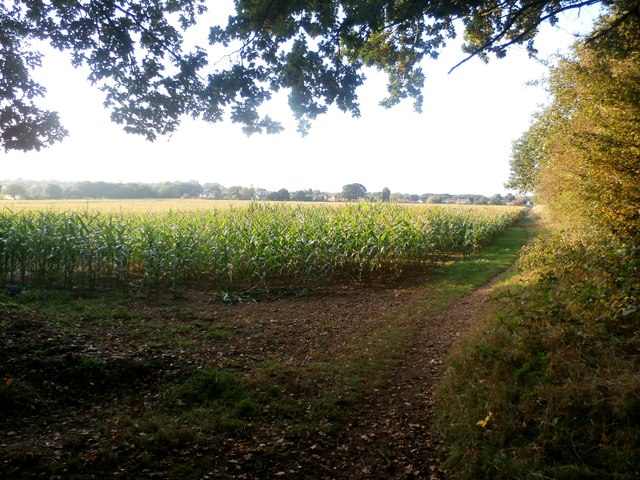 Corn Field by the Gipsy Plantation