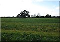 Field on Lea Marshes and West Burton Power Station