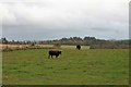 Cattle at Wardend