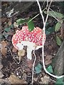 Fungi, Barrow Hill Road