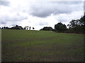 Young crop field near Garden House