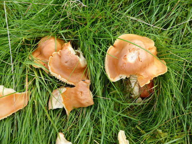 Fungus in the grass