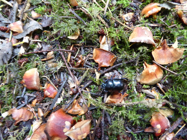 Beetle on the path in Oakeley Wood