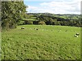 Sheep pasture, Dulas valley