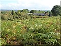 Bircher Common