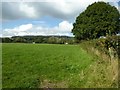 Field beside Leys Lane, Bircher